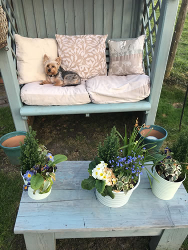Dog on seat in the garden